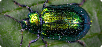 General Pest Control